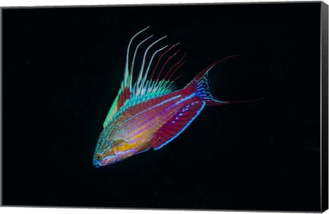 Framed Close-up of colorful wrasse fish Print