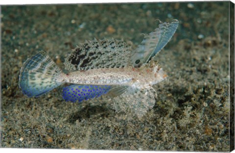 Framed Close-up of dragonet fish Print