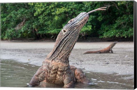 Framed Komodo dragon in water, Komodo National Park, Rinca Island, Indonesia Print