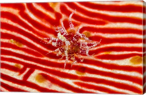 Framed Bay Anemone on sea cucumber Print