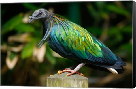 Framed Nicobar Pigeon bird, Indonesia Print