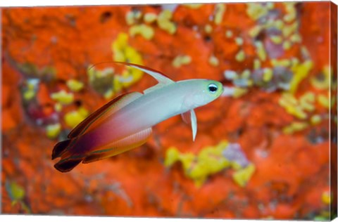 Framed fire goby swims past coral Print