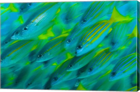 Framed Abstract close-up of snapper fish, Raja Ampat, Papua, Indonesia Print