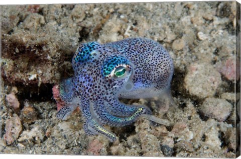 Framed Bobtail squid marine life Print