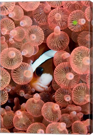 Framed Clark&#39;s anemonefish Print