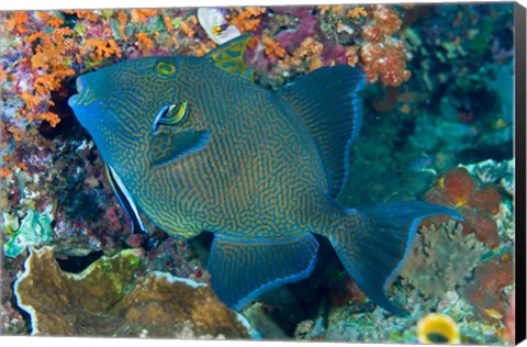 Framed Cleaner wrasse fish, reef Print