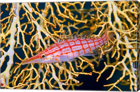 Framed Close-up of hawkfish amid sea fan, Raja Ampat, Indonesia Print