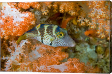 Framed Close-up of pufferfish, Raja Ampat, Papua, Indonesia Print