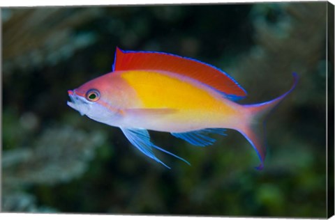 Framed Colorful anthias fish Print