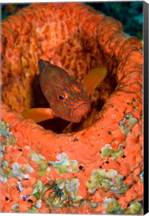 Framed Coral trout fish Print