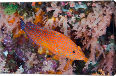 Framed Coral trout swims among reef Print