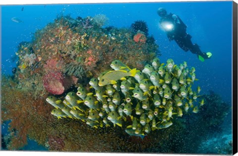 Framed Diver and schooling sweetlip fish next to reef, Raja Ampat, Papua, Indonesia Print