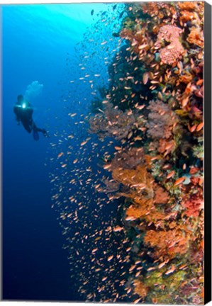 Framed Diver with light next to vertical reef formation, Pantar Island, Indonesia Print