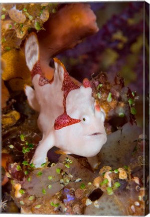 Framed Frogfish or anglerfish Print