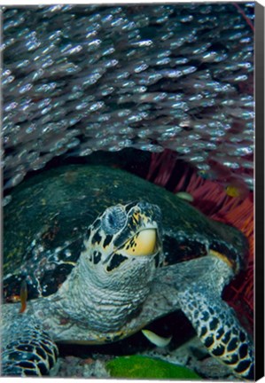 Framed Glassfish, Hawksbill turtle Print