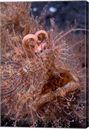 Framed Hairy frogfish Print