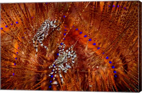 Framed Indonesia, Lembeh Straits Zebra crabs, Marine life Print