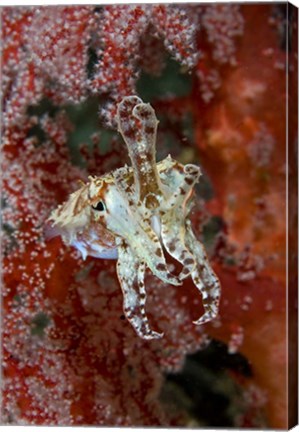 Framed Indonesia, New Guinea Island, Raja Ampat, Cuttlefish Print