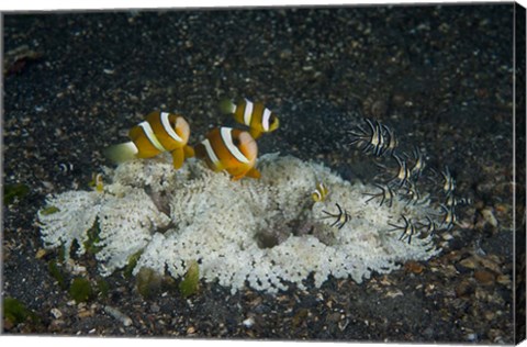 Framed Indonesia, Sulawesi, Lembeh Strait, Marine Life Print