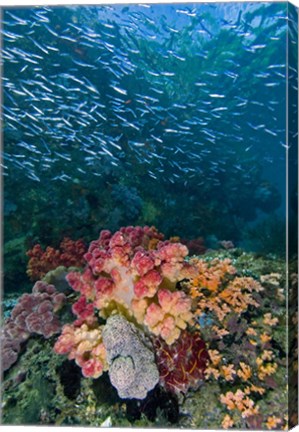 Framed Indonesia, Triton Bay, Silversides fish Print