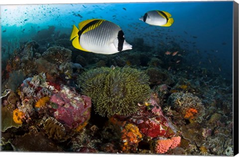 Framed Lined butterflyfish swim over reef corals, Komodo National Park, Indonesia Print