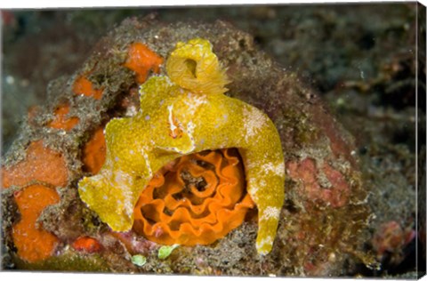 Framed Nudibranch, Marine Life Print