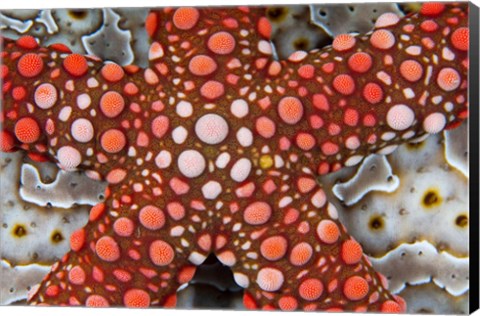 Framed Partial view of colorful sea star over a sea cucumber, Raja Ampat, Indonesia Print