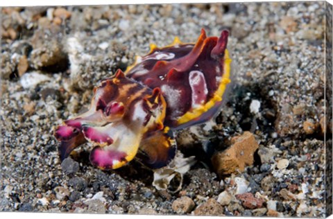 Framed Pfeffer&#39;s flamboyant cuttlefish Print