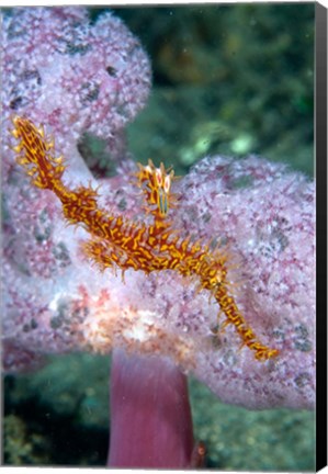 Framed Pipe fish and coral Print