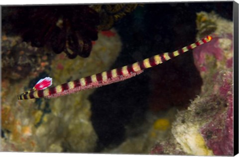 Framed Pipefish Print