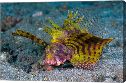 Framed Red dwarf lionfish Print