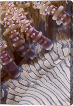 Framed Ringed tentacles, Marine life Print