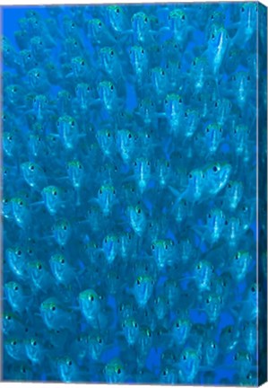 Framed Schooling ox-eyed scad fish Print
