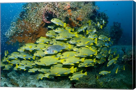 Framed Schooling sweetlip fish swim past coral reef, Raja Ampat, Indonesia Print