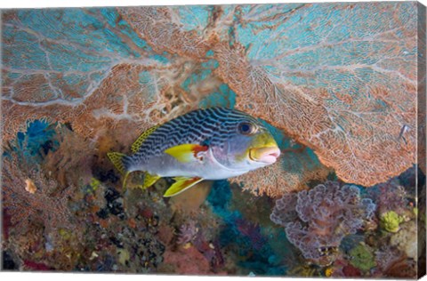 Framed Sweetlip fish, sea fan coral Print