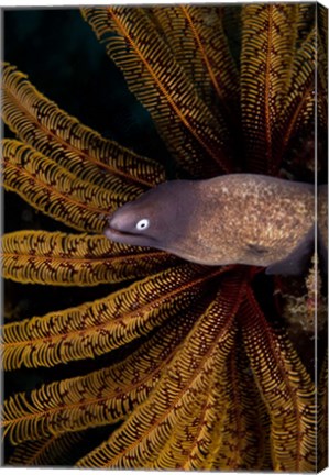 Framed White-eye moray eel and coral Print