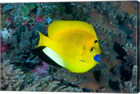 Framed Angelfish swims in coral reef Print