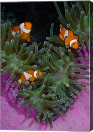 Framed Clownfish swim among anemone tentacles, Raja Ampat, Indonesia Print