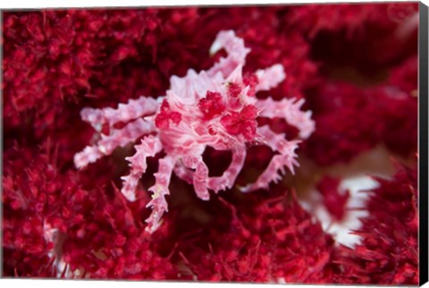 Framed Decorator crab, crustacean Print