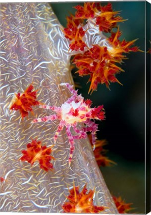Framed Decorator crab, marine life Print