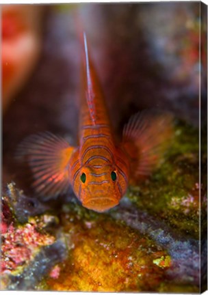 Framed Goby fish above coral Print