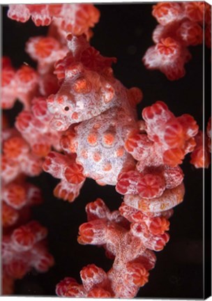 Framed Indonesia, Pygmy seahorse, seafans, Marine Life Print