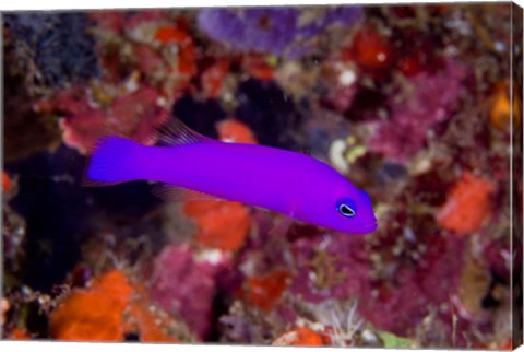 Framed Magenta dottyback fish Print