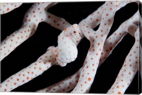 Framed Pygmy seahorse Print