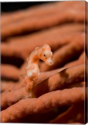 Framed Pygmy seahorse marine life Print