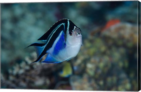 Framed Bay Frontal view of angel fish Print