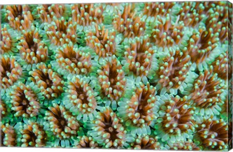 Framed Close-up of anemones Print