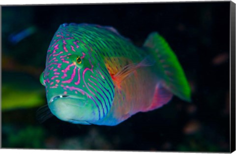 Framed Close-up of colorful wrasse fish Print