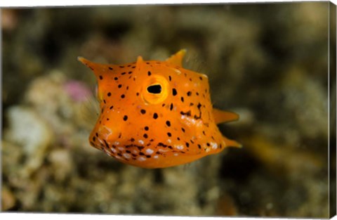 Framed Close-up of juvenile cowfish Print