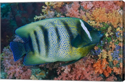 Framed Fish and coral, Raja Ampat, Papua, Indonesia Print